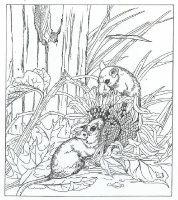 A coloring page of nature in the backyard